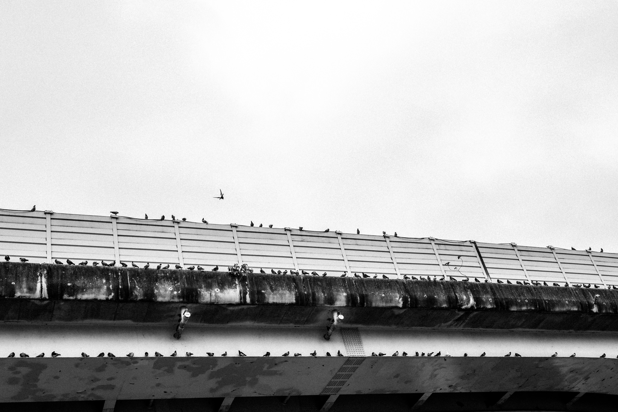 Photo - Birds, birds, birds and birds