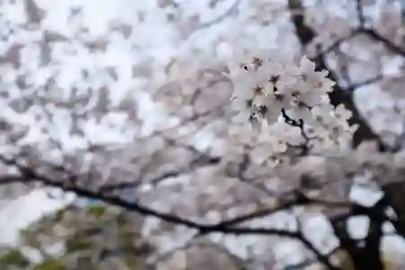 Photo - Cherry Blossom Sakura 桜 - Processed