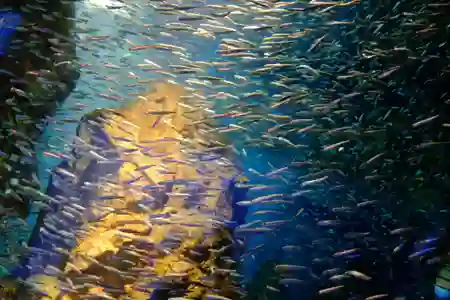 Photo - School of fish - 大阪水族館 Osaka Aquarium