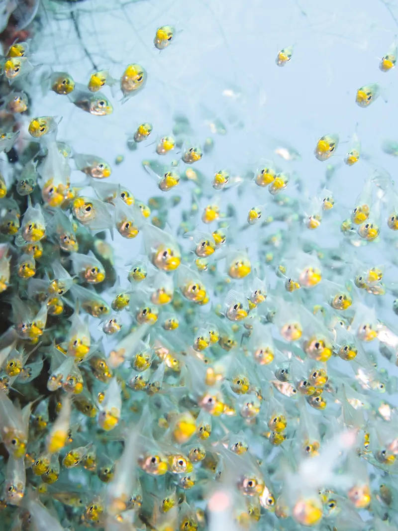 Underwater Bees