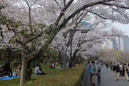 Photo - Cherry Blossom Watching 桜花見