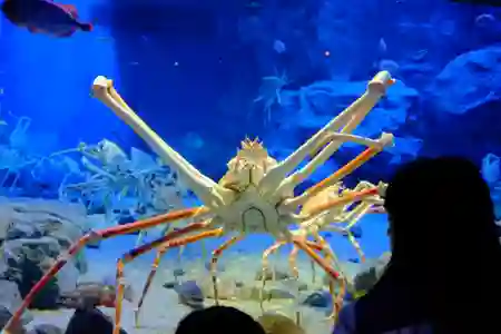 Photo - Crab - 大阪水族館 Osaka Aquarium