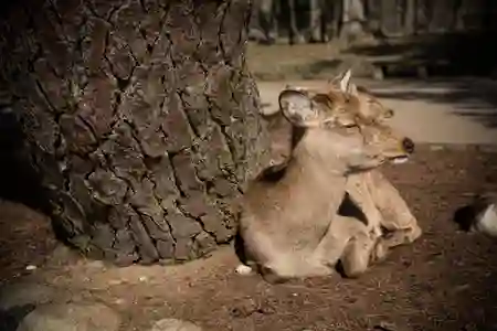 Photo - Deer