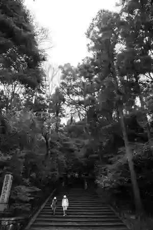 Photo - Elderly Nature