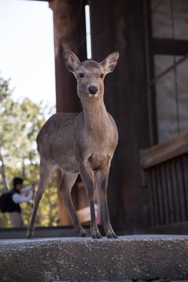 Nara 奈良