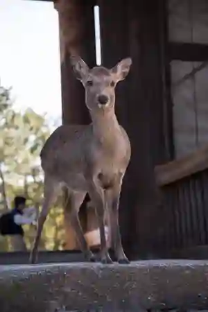 Photo - The Deer