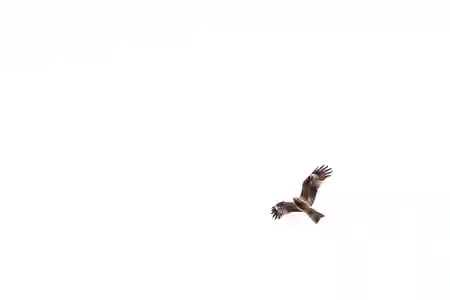 Photo - Higher and higher