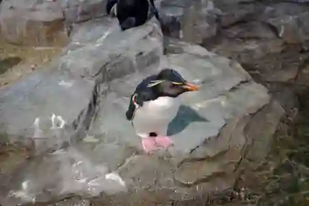 Photo - Penguin - 大阪水族館 Osaka Aquarium