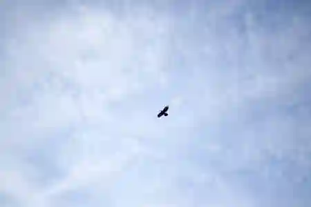 Photo - Bird