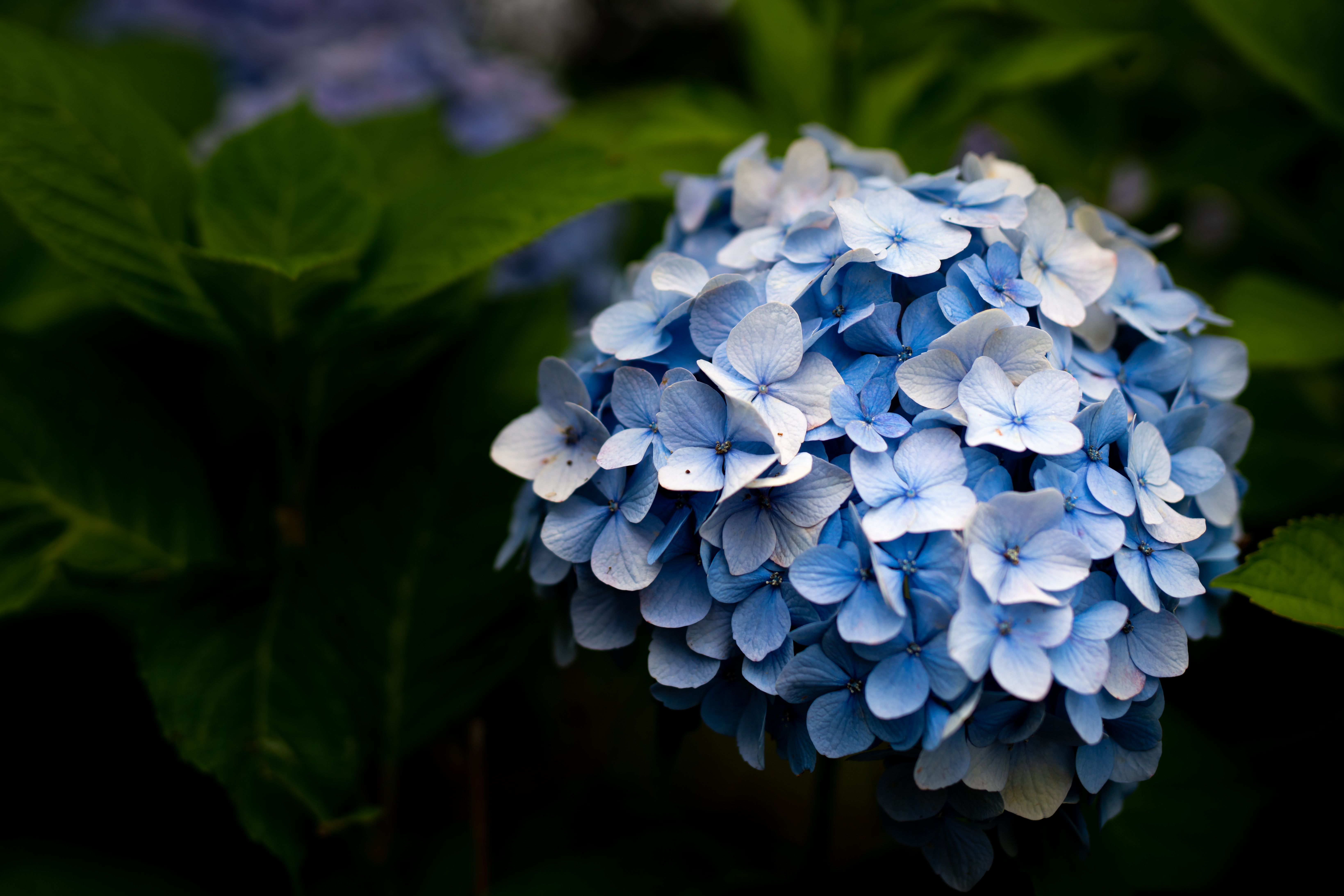 Ajisai after the rain 雨上がり紫陽花
