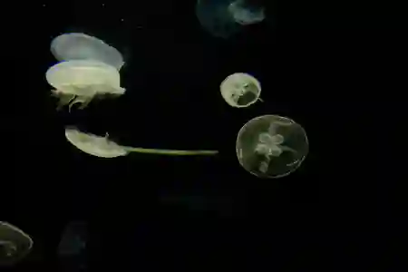 Photo - Jellyfish - 大阪水族館 Osaka Aquarium