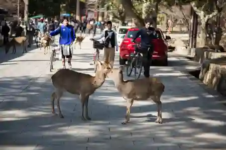 Photo - Deer Couple